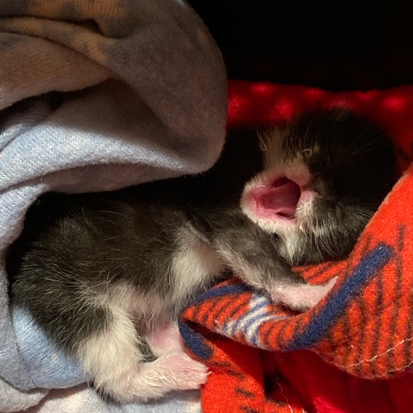 Meet your Posher, Boombilottie Finds - Picture 14 of 15